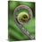 16 x 24 in. Young Rolled-Up Fern Fiddlehead&#44; Braulio Carrillo National Park&#44; Costa Rica Art Print - Thomas Marent