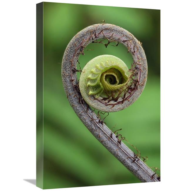 16 x 24 in. Young Rolled-Up Fern Fiddlehead&#44; Braulio Carrillo National Park&#44; Costa Rica Art Print - Thomas Marent