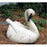 Craft-Tex 30010VB 21 in. Stump Swan - Vintage Blanc