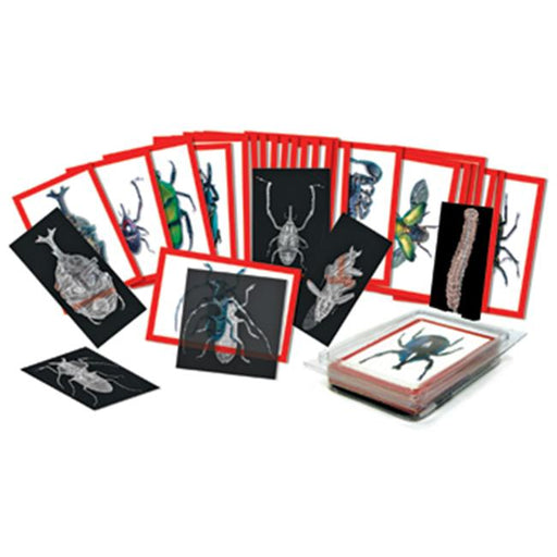 Roylco Inc. R-5912 Insect X-Rays And Picture Cards