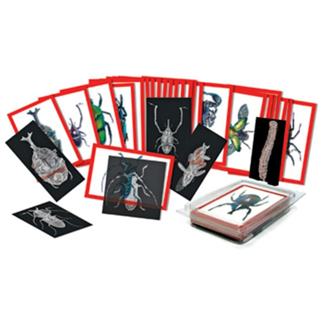 Roylco Inc. R-5912 Insect X-Rays And Picture Cards