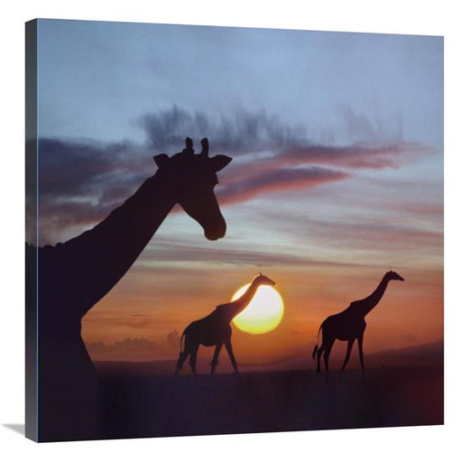 30 x 30 in. Giraffe Trio at Sunrise&#44; Masai Mara&#44; Kenya&#44; Composite Image Art Print - Tim Fitzharris