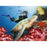 Great American Days SSI-NAT-189 Open Water Diver Course
